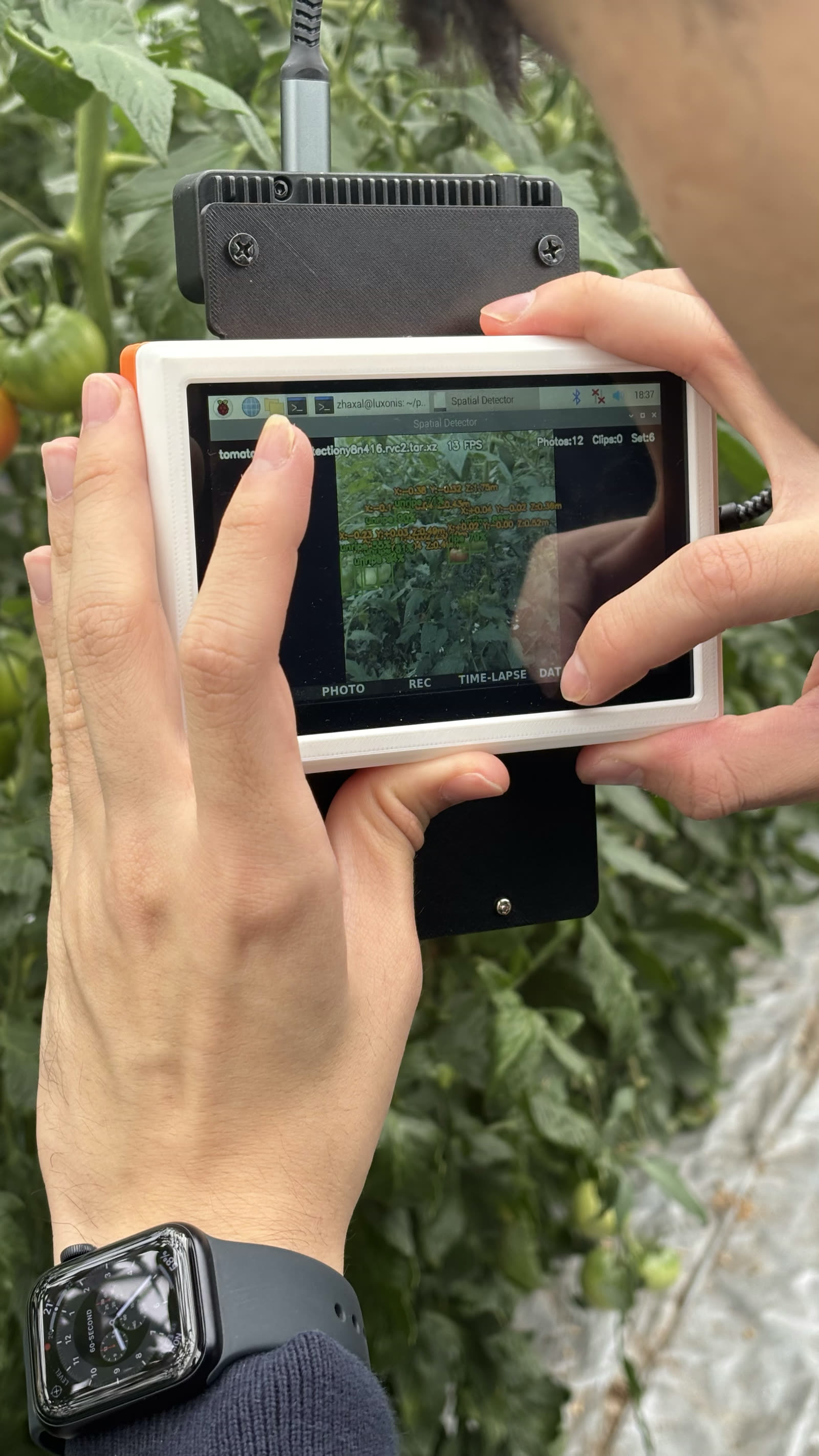 Tomato-harvesting robot vision